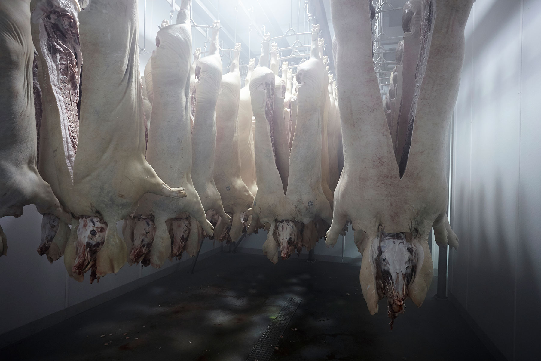 Matt Hoover Photography Kansas City Missouri Meat Locker Of Hogs